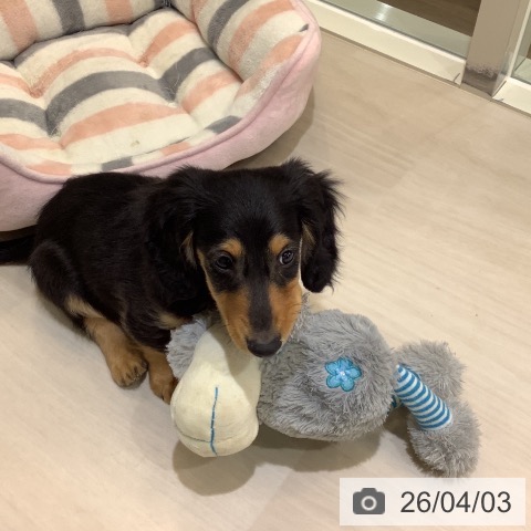 埼玉県のミニチュアダックスフンド(ロング) (ペットプラス クレアモール川越店/2026年1月19日生まれ/男の子/ブラックタン)の子犬の4枚目の画像