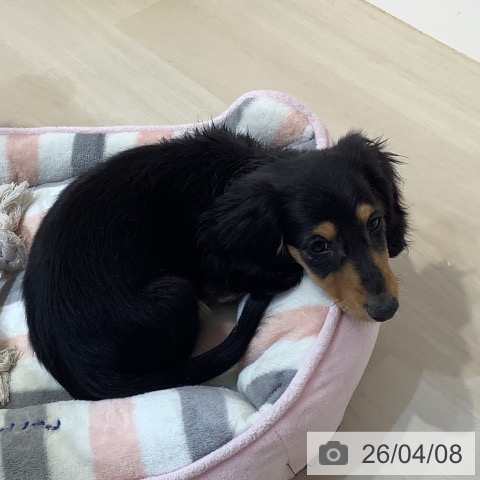 埼玉県のミニチュアダックスフンド(ロング) (ペットプラス クレアモール川越店/2026年1月19日生まれ/男の子/ブラックタン)の子犬の4枚目の画像