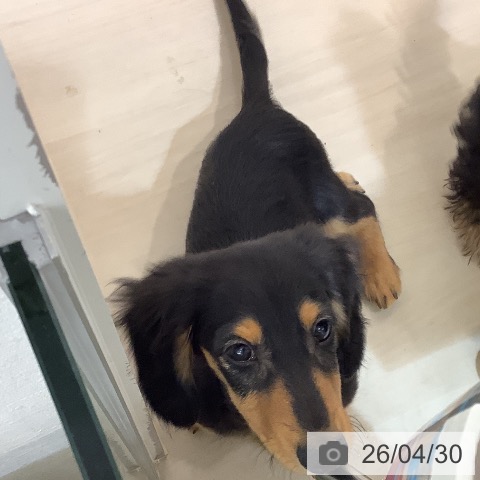 埼玉県のミニチュアダックスフンド(ロング) (ペットプラス クレアモール川越店/2026年1月19日生まれ/男の子/ブラックタン)の子犬の4枚目の画像