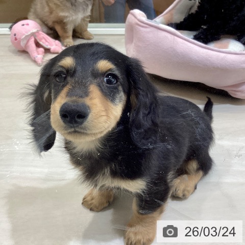 埼玉県のミニチュアダックスフンド(ロング) (ペットプラス クレアモール川越店/2026年1月19日生まれ/男の子/ブラックタン)の子犬の3枚目の画像