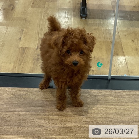 埼玉県のトイプードル(トイ) (ペッツワン 吉川美南店/2026年1月14日生まれ/男の子/レッド)の子犬の4枚目の画像