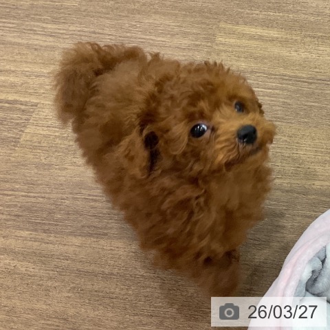 埼玉県のトイプードル(トイ) (ペッツワン 吉川美南店/2026年1月14日生まれ/男の子/レッド)の子犬の3枚目の画像