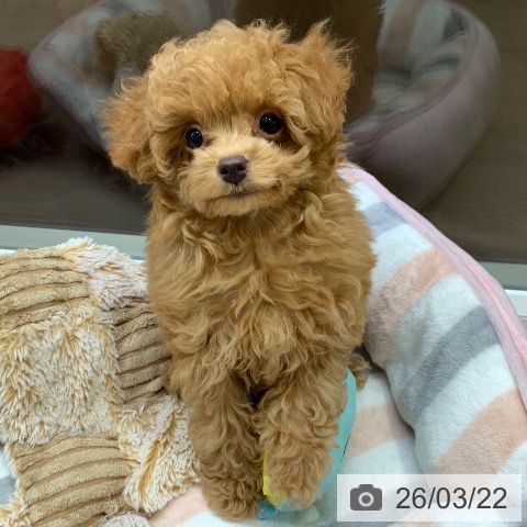 トイ・プードルの写真