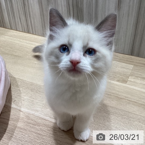 ラグドールの写真