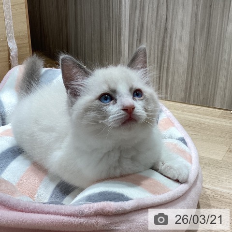 千葉県のラグドール (ペットプラス 木更津店/2026年1月16日生まれ/男の子/ブルーポイントバイカラー)の子猫の4枚目の画像