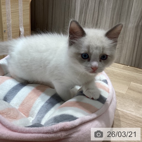 ラグドールの写真