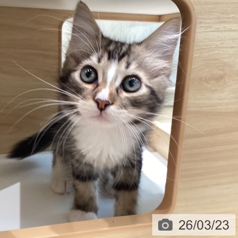 宮城県のサイベリアン (ペットプラス 仙台泉大沢店/2026年1月15日生まれ/男の子/ブラウンタビーホワイト)の子猫の4枚目の画像