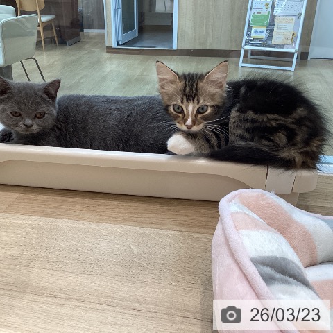 宮城県のサイベリアン (ペットプラス 仙台泉大沢店/2026年1月15日生まれ/男の子/ブラウンタビーホワイト)の子猫の3枚目の画像