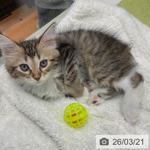 サイベリアンの写真