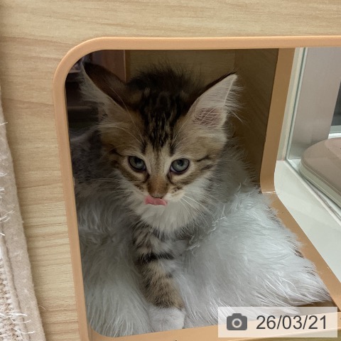 サイベリアンの写真