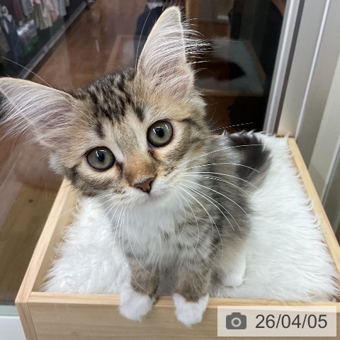 千葉県のサイベリアン (ペットプラス 成田店/2026年1月15日生まれ/女の子/ブラウンタビーホワイト)の子猫の3枚目の画像