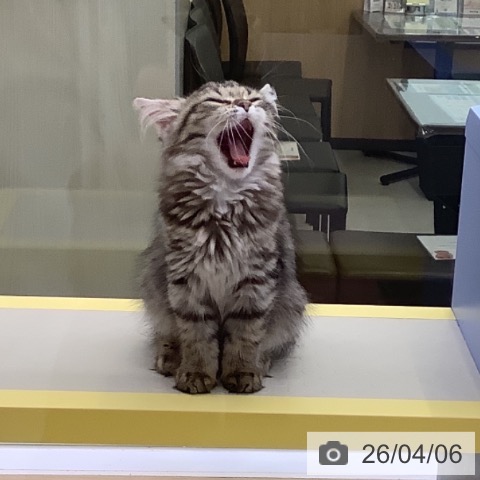 山梨県のサイベリアン (ペットプラス 甲府昭和店/2026年1月15日生まれ/女の子/ブラウンタビーホワイト)の子猫の3枚目の画像