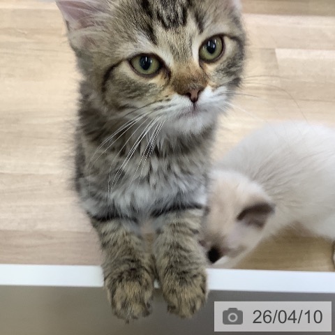 山梨県のサイベリアン (ペットプラス 甲府昭和店/2026年1月15日生まれ/女の子/ブラウンタビーホワイト)の子猫の4枚目の画像