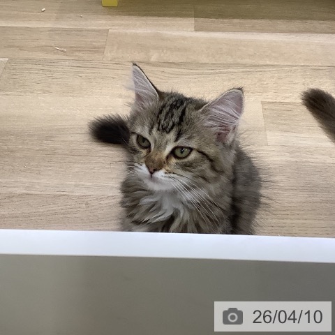 山梨県のサイベリアン (ペットプラス 甲府昭和店/2026年1月15日生まれ/女の子/ブラウンタビーホワイト)の子猫の3枚目の画像