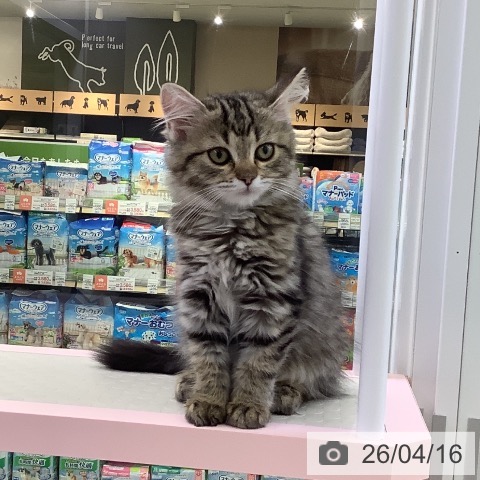 山梨県のサイベリアン (ペットプラス 甲府昭和店/2026年1月15日生まれ/女の子/ブラウンタビーホワイト)の子猫の3枚目の画像