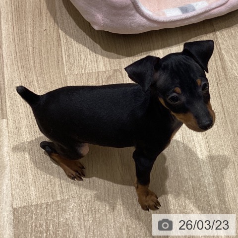 宮城県のミニチュアピンシャー (ペットプラス 仙台上杉店/2026年1月17日生まれ/男の子/ブラックタン)の子犬の4枚目の画像