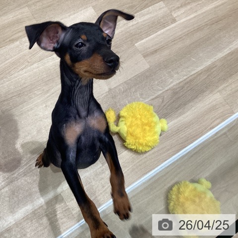 宮城県のミニチュアピンシャー (ペットプラス 仙台泉大沢店/2026年1月17日生まれ/男の子/ブラックタン)の子犬の4枚目の画像