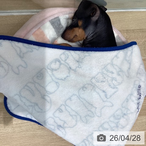 宮城県のミニチュアピンシャー (ペットプラス 仙台泉大沢店/2026年1月17日生まれ/男の子/ブラックタン)の子犬の4枚目の画像