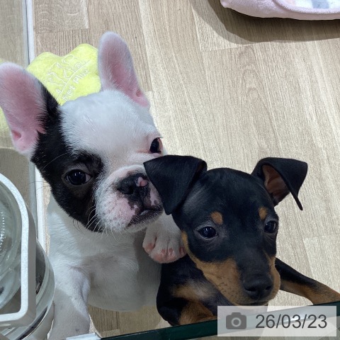 宮城県のミニチュアピンシャー (ペットプラス 仙台上杉店/2026年1月17日生まれ/男の子/ブラックタン)の子犬の3枚目の画像