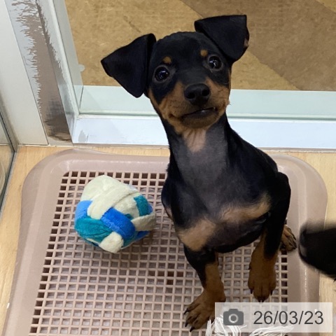 埼玉県のミニチュアピンシャー (ペットプラス 羽生店/2026年1月17日生まれ/男の子/ブラックタン)の子犬の4枚目の画像