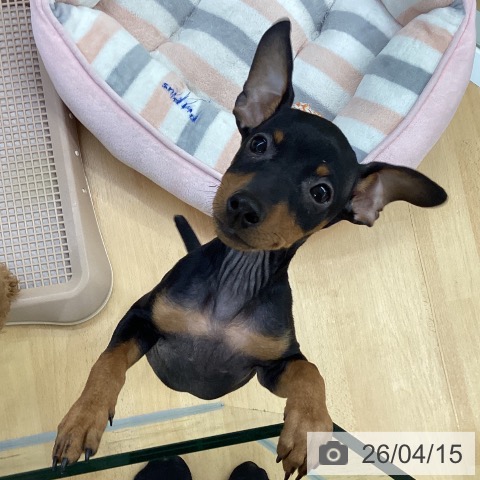 埼玉県のミニチュアピンシャー (ペットプラス 羽生店/2026年1月17日生まれ/男の子/ブラックタン)の子犬の4枚目の画像