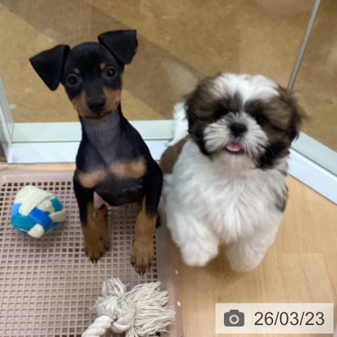 埼玉県のミニチュアピンシャー (ペットプラス 羽生店/2026年1月17日生まれ/男の子/ブラックタン)の子犬の3枚目の画像