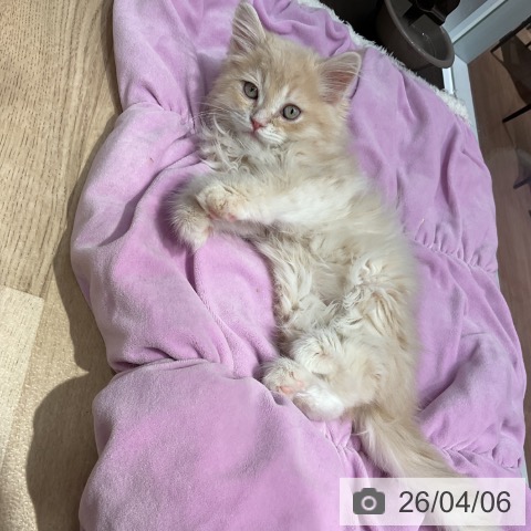 群馬県のサイベリアン (ペットプラス イオンモール太田店/2026年1月19日生まれ/男の子/クリームマッカレルタビー)の子猫の4枚目の画像