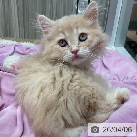 群馬県のサイベリアン (ペットプラス イオンモール太田店/2026年1月19日生まれ/男の子/クリームマッカレルタビー)の子猫の3枚目の画像