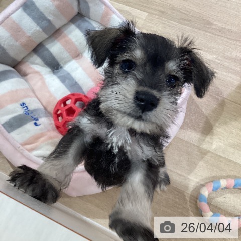 神奈川県のミニチュアシュナウザー (ペットプラス ゆめが丘ソラトス店/2026年1月20日生まれ/男の子/ソルトペッパー)の子犬の4枚目の画像