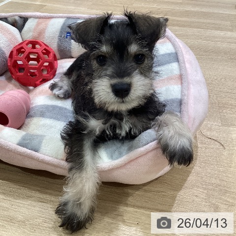 神奈川県のミニチュアシュナウザー (ペットプラス ゆめが丘ソラトス店/2026年1月20日生まれ/男の子/ソルトペッパー)の子犬の4枚目の画像