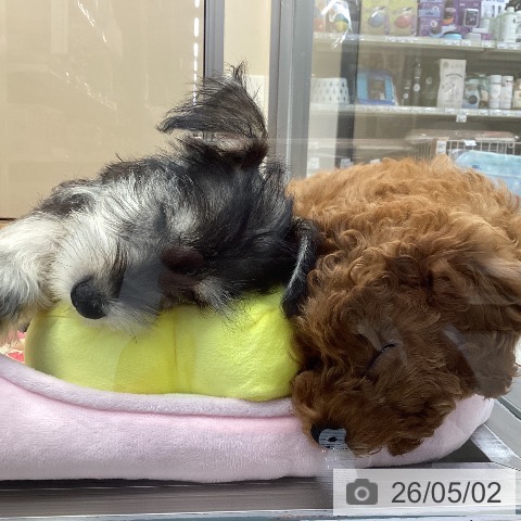 神奈川県のミニチュアシュナウザー (ペッツワン 横須賀久里浜店/2026年1月20日生まれ/男の子/ソルトペッパー)の子犬の4枚目の画像
