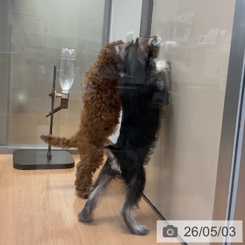 ミニチュア・シュナウザーの写真