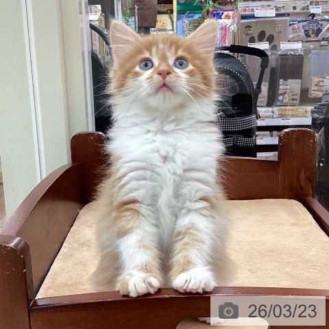 山梨県のサイベリアン (ペットプラス 甲府国母店/2026年1月17日生まれ/男の子/レッドタビーホワイト)の子猫の4枚目の画像