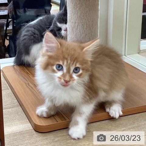 山梨県のサイベリアン (ペットプラス 甲府国母店/2026年1月17日生まれ/男の子/レッドタビーホワイト)の子猫の3枚目の画像