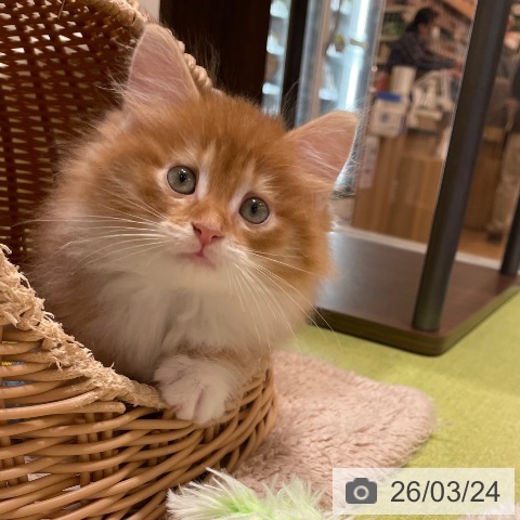 神奈川県のサイベリアン (ペットプラス テラスモール湘南店/2026年1月17日生まれ/男の子/レッドタビーホワイト)の子猫の4枚目の画像