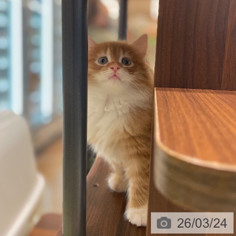 神奈川県のサイベリアン (ペットプラス テラスモール湘南店/2026年1月17日生まれ/男の子/レッドタビーホワイト)の子猫の3枚目の画像