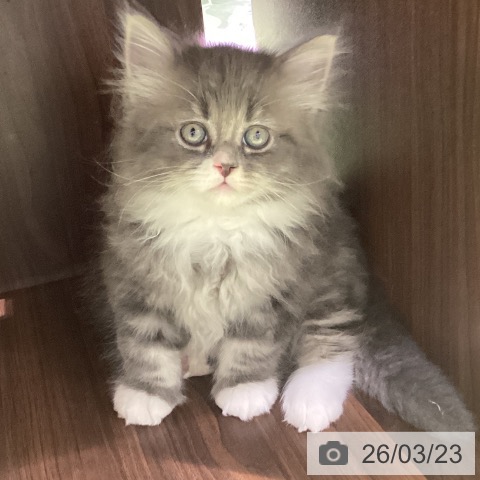 長野県のサイベリアン (ペットプラス 松本店/2026年1月18日生まれ/男の子/ブルータビーホワイト)の子猫の3枚目の画像