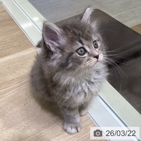 神奈川県のサイベリアン (ペットプラス ゆめが丘ソラトス店/2026年1月18日生まれ/男の子/ブルータビーホワイト)の子猫の4枚目の画像