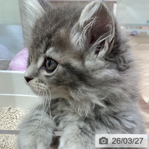 神奈川県のサイベリアン (ペットプラス ゆめが丘ソラトス店/2026年1月18日生まれ/男の子/ブルータビーホワイト)の子猫の4枚目の画像