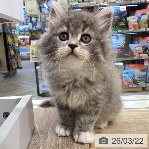 神奈川県のサイベリアン (ペットプラス ゆめが丘ソラトス店/2026年1月18日生まれ/男の子/ブルータビーホワイト)の子猫の3枚目の画像
