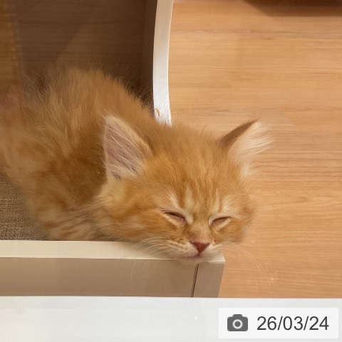 埼玉県のサイベリアン (ペッツワン 浦和美園店/2026年1月18日生まれ/女の子/レッドタビーホワイト)の子猫の4枚目の画像