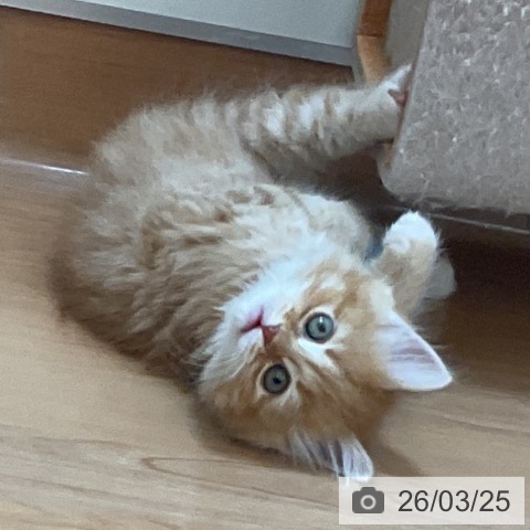 埼玉県のサイベリアン (ペッツワン 浦和美園店/2026年1月18日生まれ/女の子/レッドタビーホワイト)の子猫の3枚目の画像