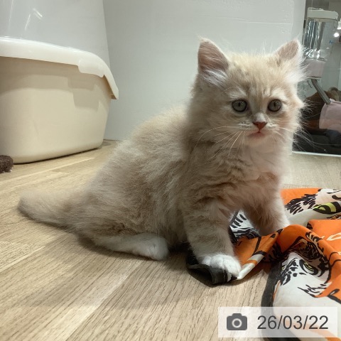 長野県のサイベリアン (ペットプラス 長野店/2026年1月18日生まれ/女の子/クリームタビーホワイト)の子猫の3枚目の画像