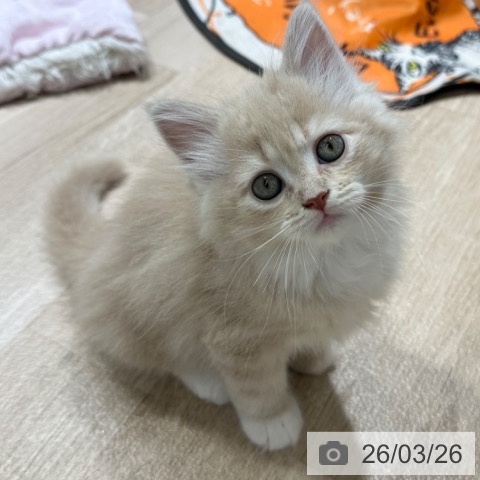 長野県のサイベリアン (ペットプラス 長野店/2026年1月18日生まれ/女の子/クリームタビーホワイト)の子猫の3枚目の画像