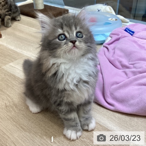 東京都のサイベリアン (ペットプラス むさし村山店/2026年1月18日生まれ/女の子/ブルークリームタビーホワイト)の子猫の4枚目の画像