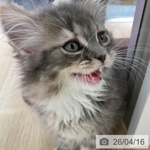 東京都のサイベリアン (ペットプラス 立川高島屋S.C.店/2026年1月18日生まれ/女の子/ブルークリームタビーホワイト)の子猫の4枚目の画像