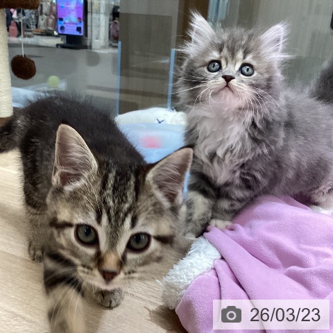 東京都のサイベリアン (ペットプラス むさし村山店/2026年1月18日生まれ/女の子/ブルークリームタビーホワイト)の子猫の3枚目の画像