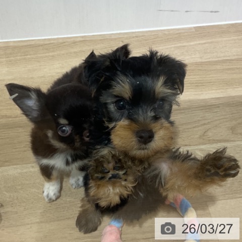 長野県のヨークシャーテリア (ペットプラス 長野店/2026年1月17日生まれ/男の子/スチールブルータン)の子犬の4枚目の画像