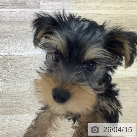 長野県のヨークシャーテリア (ペットプラス 長野店/2026年1月17日生まれ/男の子/スチールブルータン)の子犬の4枚目の画像