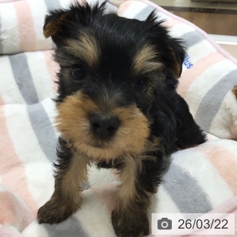 ヨークシャー・テリアの写真